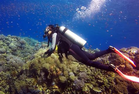 WATCH: Summer diving in Anilao, Batangas | Philstar.com