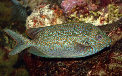 File:Goldspotted spinefoot Saltwater Fish 3008px.jpg - Wikimedia Commons