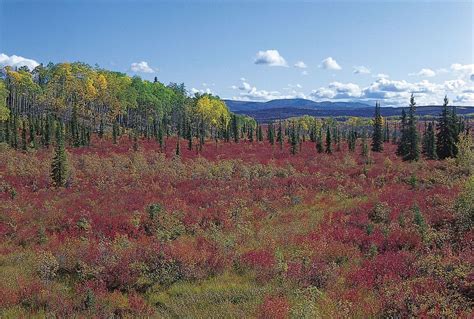 North America - Boreal Forest, Wildlife, Ecosystems | Britannica