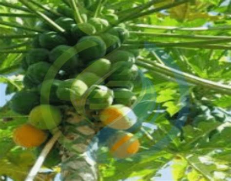 California Dwarf Papaya seed - Nursery, Plants, Health & Beauty Hartbeespoort