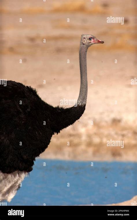 Ostrich, the biggest bird in the world, Etosha National Park, Namibia Stock Photo - Alamy