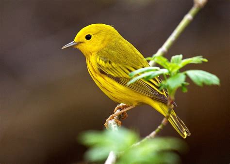 25 Small Yellow Birds You Should Know - Birds and Blooms