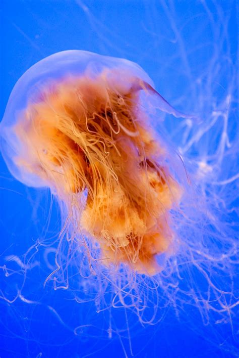 Lion's Mane Jellyfish Facts: Animals of the Oceans - WorldAtlas