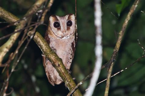 Endemic Wildlife of the Democratic Republic of Congo | Congo Safaris