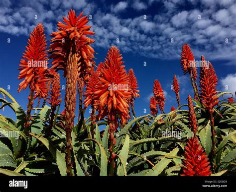 Red agave flower Stock Photo - Alamy