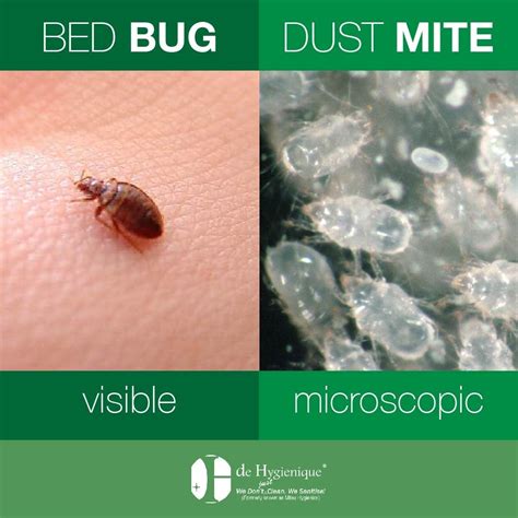 Dust Mite Bites vs Bed Bugs - De Hygienique