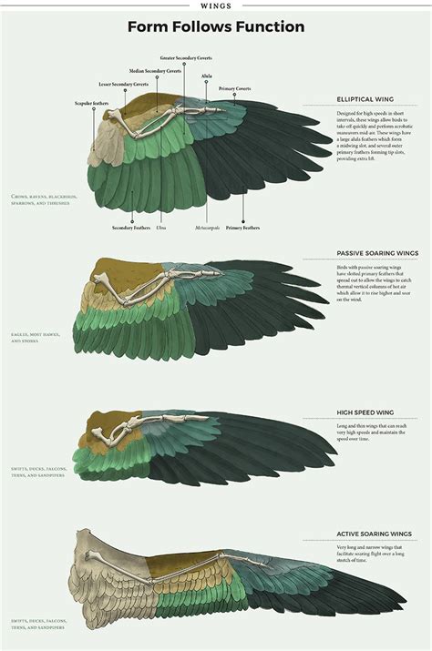 creature design - Metal-Feathered Macaw Viability Part 2: Best Wing Shape? - Worldbuilding Stack ...