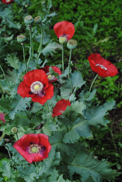 The Opium Poppy: A true garden Beauty.