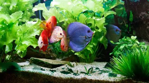 Do I Need a Heater for My Fish Tank? | heatwhiz.com