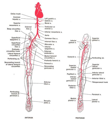 Image result for flow chart of arteries lower limb