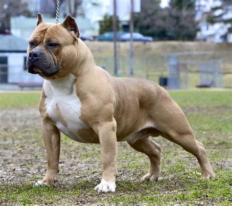 American Bully Breed