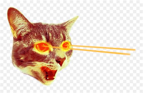 Cat With Laser Eyes Png, Transparent Png - vhv