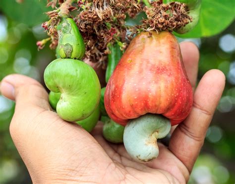 How Are Cashews Harvested? Very Carefully! - Garden.eco