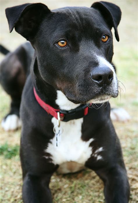 Is A Pitbull Lab Mix Puppy The Right Family Pet For Me?