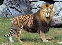 The Science that Creates a Liger - mzdzcoolclass