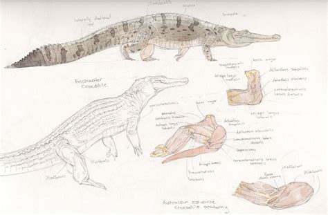 Crocodile Anatomy