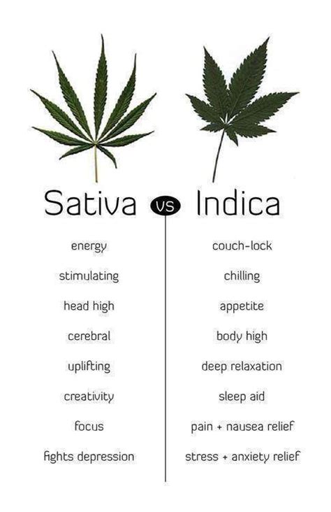 Differentiating Cannabis Indica and Cannabis Sativa