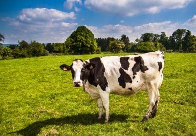 150+ Female Cow Names: The Best Names For Your Female Cattle