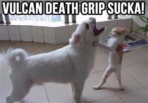 The Best 29 Dog And Cat Fight Meme - lexicalapics