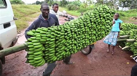 How To Harvest Banana? - Banana Harvesting & Farming (VIDEO)