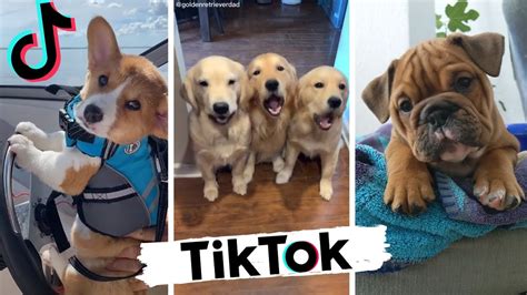 Dogs Doing Funny Things TIK TOK Compilation ~ Cutest Doggos of TikTok ...