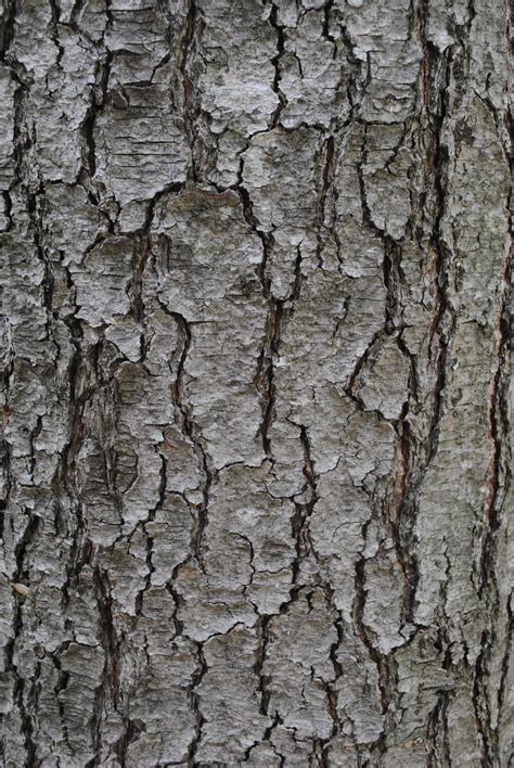 Tree Trunk Texture