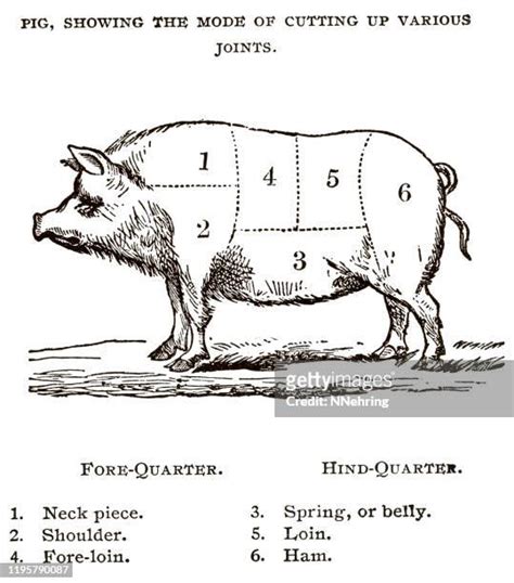 Pig Butcher Chart Photos and Premium High Res Pictures - Getty Images