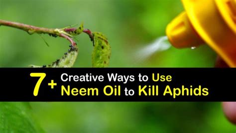 Kill Aphids with Neem Oil - Guide for Aphid Pest Control with Neem Oil