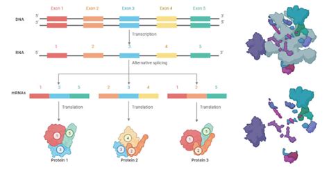 RNA Splicing- Definition, process, mechanism, types, errors, uses