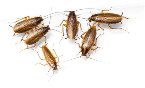 Spot these early signs of a cockroach infestation - Poulin's Pest Control