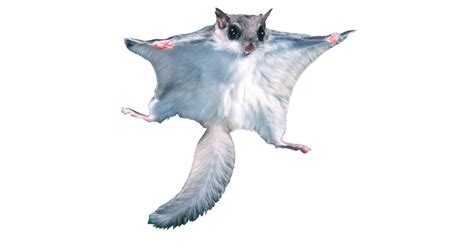 Flying Squirrels | Flying Squirrel Facts For Kids | DK Find Out