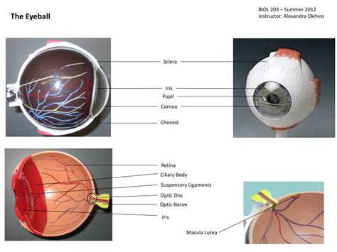 PPT - Sclera PowerPoint Presentation, free download - ID:3097836