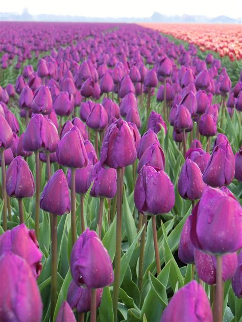 Free photo: Purple Tulips - Bloom, Blossom, Field - Free Download - Jooinn