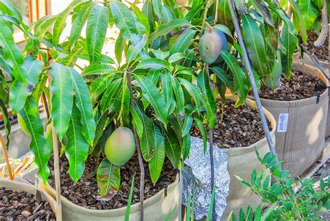 How Grow Mango Tree | Images and Photos finder