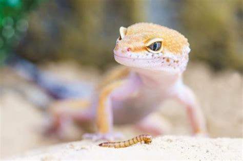 Leopard Gecko Diet & Food: What Do Leopard Geckos Eat?