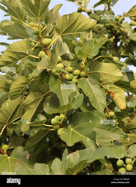 Fig Tree Fruit Before Leaves | Fruit Trees