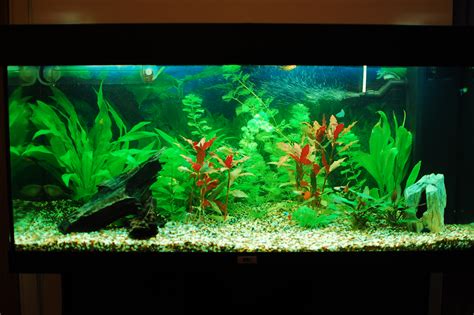 Plants | Freshwater Aquarium Talk