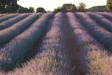 Lavender Flower Field · Free Stock Photo