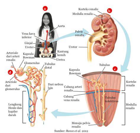 Ginjal: Sistem Ekskresi pada Manusia | Biologi Kelas 8