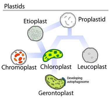 Explain Different Types of Plastids Their Pigments and Functions