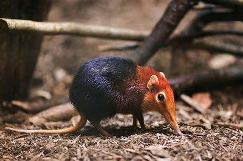 Elephant Shrew - A-Z Animals