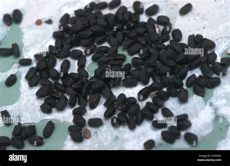 sweet basil (Ocimum basilicum), seeds Stock Photo - Alamy