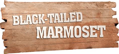 BLACK-TAILED MARMOSET | Scotland's Theme Park