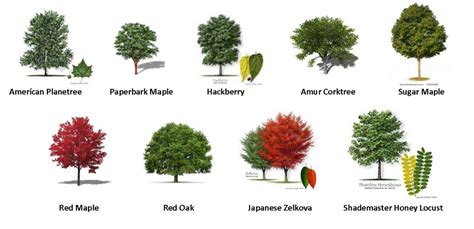 55 TREES: TYPES OF TREES