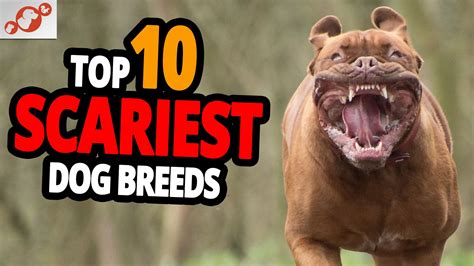 🐕 Scary Dogs - TOP 10 Scariest Dog Breeds In The World! | Scary dogs, Dog breeds, Dog top