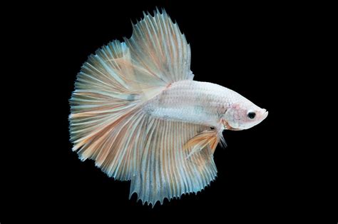 The Enigmatic Beauty of the Albino Betta Fish: A Glimpse into Nature's Rarity