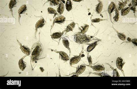 Zooplankton microscope Stock Videos & Footage - HD and 4K Video Clips ...