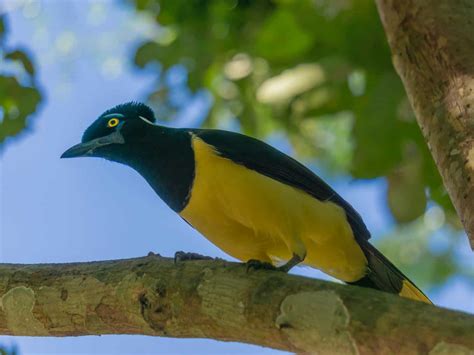 Visiting Iguazu Falls: a World Wonder Waterfall! – Explore With Lora