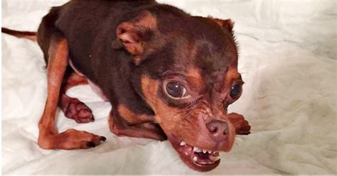 Deformed Dog Gets Ignored Because Adopters Think He’s Hideous