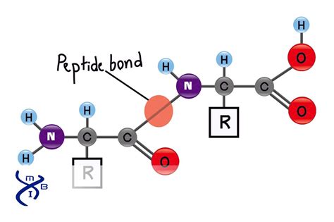 What Is A Peptide Bond Simple Definition And How To Identify It?